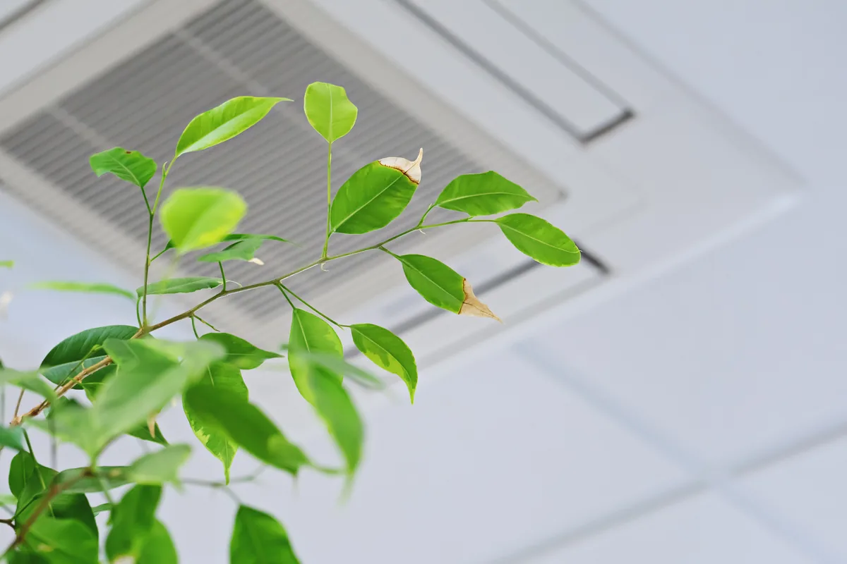 Fresh foliage beside a ceiling supply vent